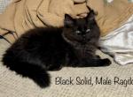 Black Solid - Ragdoll Kitten For Adoption - 