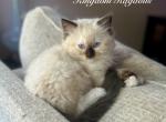 Seal Traditional Mitted - Ragdoll Kitten For Adoption - Columbia, MO, US