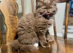 Chocolate Mitted - Ragdoll Kitten For Adoption - 