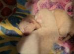 Siamese kittens - Siamese Kitten For Sale - Wayland, MA, US