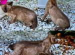 Zlata - Bengal Kitten For Sale - Miami, FL, US