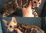 Yanina - Bengal Kitten For Sale - Miami, FL, US