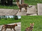 Venera - Bengal Kitten For Sale - Miami, FL, US