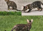 Woll - Bengal Kitten For Sale - Miami, FL, US