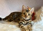 Danaya - Bengal Kitten For Sale - Miami, FL, US