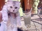 Silver Litter - Scottish Fold Kitten For Sale - Los Angeles, CA, US