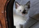 Candy Corn - Balinese Kitten For Sale - 