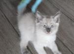 Butter Fingers - Balinese Kitten For Sale - Phoenix, AZ, US