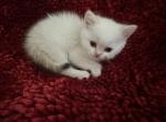 Sky - British Shorthair Kitten For Sale - Phoenix, AZ, US