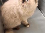 Koky - Persian Kitten For Sale - 