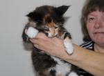 MsFairyTale's Spice - Maine Coon Kitten For Sale - Clarksville, TN, US