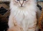 Shane - Ragamuffin Cat For Sale - Salem, OR, US