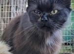 Ebanique - Ragamuffin Cat For Sale - Salem, OR, US