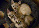 Siamese bengals - Bengal Kitten For Sale - Worcester, MA, US