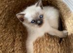 Siamese Sensation - Siamese Kitten For Sale - Sequim, WA, US