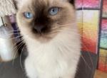 Maisy - Balinese Kitten For Sale - Sequim, WA, US