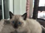 Siamese only one left Female - Siamese Kitten For Sale - Randallstown, MD, US