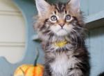 Flame - Maine Coon Kitten For Sale - New Park, PA, US