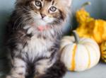 Mittens polydactyl - Maine Coon Kitten For Sale - New Park, PA, US