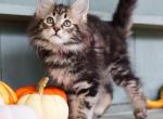 Pumpkin - Maine Coon Kitten For Sale - New Park, PA, US