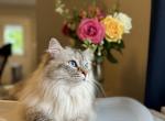 Mochi - Siberian Cat For Adoption - MD, US