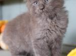 Blue polydactyl - Maine Coon Kitten For Sale - New Park, PA, US