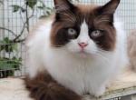 Boomer - Ragamuffin Cat For Sale - Salem, OR, US