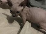 Blue point kittens - Sphynx Kitten For Sale - Memphis, TN, US