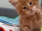 F1 - Maine Coon Kitten For Sale - 