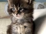 F2 - Maine Coon Kitten For Sale - 