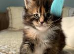 F3 - Maine Coon Kitten For Sale - Jonestown, PA, US