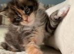 F4 - Maine Coon Kitten For Sale - 