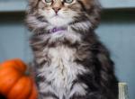 Autumn - Maine Coon Kitten For Sale - New Park, PA, US