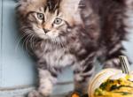 Spice - Maine Coon Kitten For Sale - New Park, PA, US