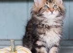 Maple - Maine Coon Kitten For Sale - New Park, PA, US