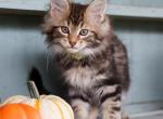 Rusty - Maine Coon Kitten For Sale - New Park, PA, US