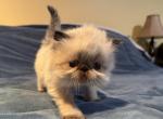 KITTEN 1  Seal Point Boy - Himalayan Kitten For Sale - 