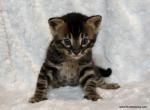 Adorable Charcoal Bengal boy - Bengal Kitten For Sale - 