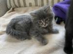 Karamelka - Domestic Kitten For Sale - 