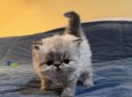 Kitten 2 Seal Lynx GIRL - Himalayan Kitten For Sale - 