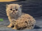 Kitten 3 Seal Lynx Point GIRL - Himalayan Kitten For Sale - 