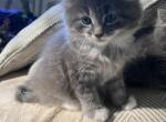 Ponchyk - Domestic Kitten For Sale - 