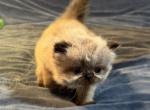 Kitten 4 Seal Point GIRL - Himalayan Kitten For Sale - 