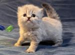 Kitten 5 Blue Lynx Point BOY - Himalayan Kitten For Sale - Gaithersburg, MD, US