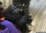 Bella - Domestic Kitten For Sale - 