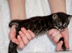 Very promising charcoal Bengal boy - Bengal Kitten For Sale - 