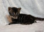 Cute little Charcoal Bengal male - Bengal Kitten For Sale - Lockport, NY, US