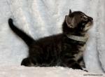 Sweet little Charcoal Bengal girl - Bengal Kitten For Sale - Lockport, NY, US