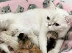 Ori Litter 2 - British Shorthair Kitten For Sale - 