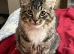 Monty and Squirrel - Domestic Kitten For Adoption - 